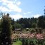 the International Test Rose Gardens