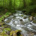 Hazel Creek