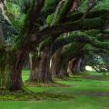 Oak Alley Plantation