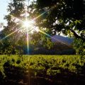 Napa Valley